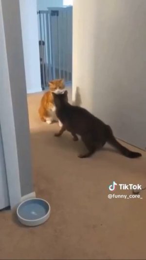 MOV_20260401_160523_703.mp4