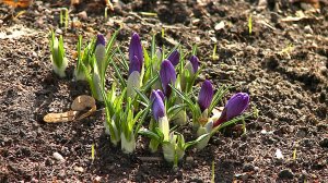 (Рыбинск-40) КАРЯКИНСКИЙ САД ПРОСЫПАЕТСЯ