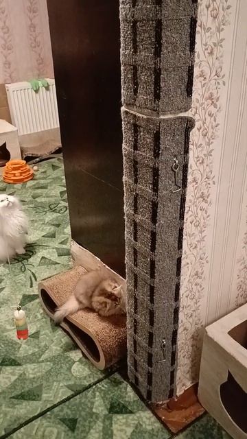 Битва за высоту: маленькие альпинисты ползают по кошачьему дереву