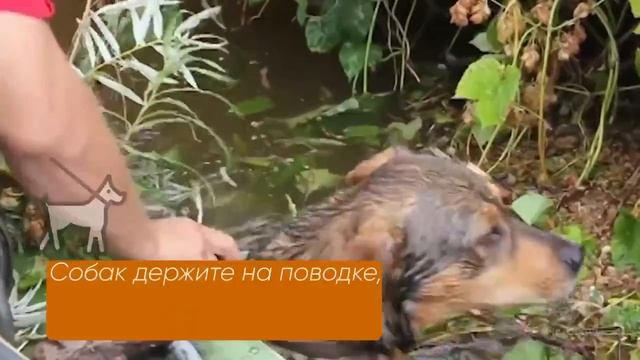 Памятки МЧС Безопасность животных