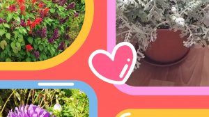 Лучшие однолетние цветы для шикарной клумбы