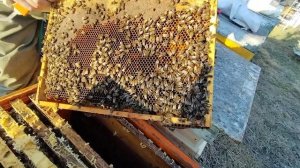 1 апреля  НЕ УПУСТИТЬ ЦВЕТЕНИЕ ИВЫ