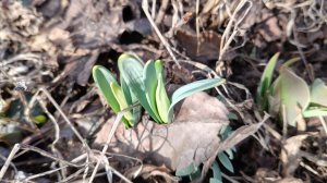 27.03.26/великая усталость и печаль/где все врачи🤔/мой антистресс/погоня за хостой/цветущая лилия🏵