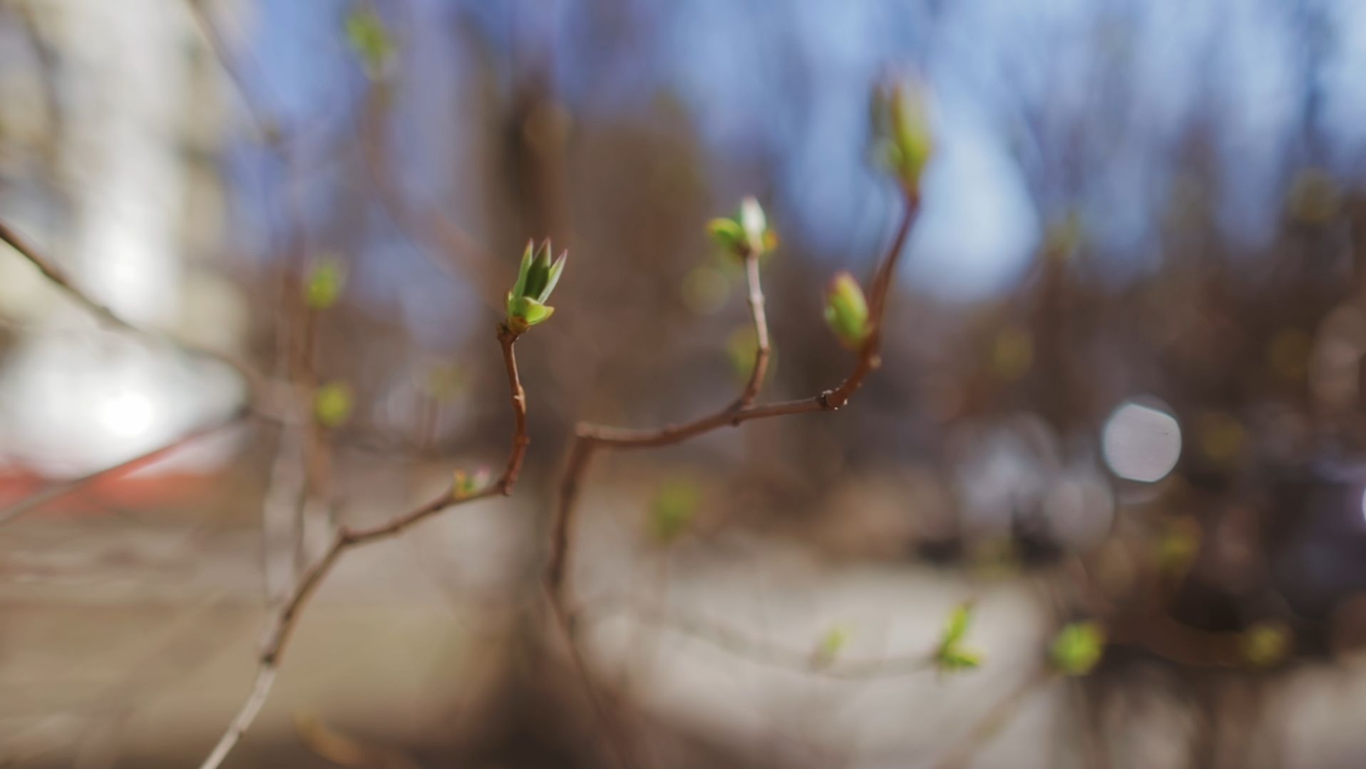 Canon RP и минута тридцать шесть во дворе с весной