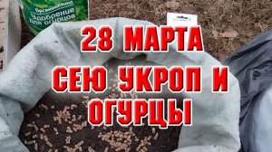 28 марта. Как я сеяла огурцы и укроп