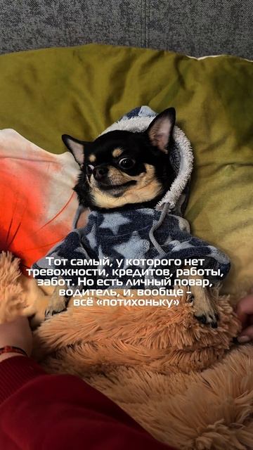 Смешные видео с моей чихахуа Мией 🐕 #смешныевидео #рекомендации #юмор #чихахуа #мойпитомец