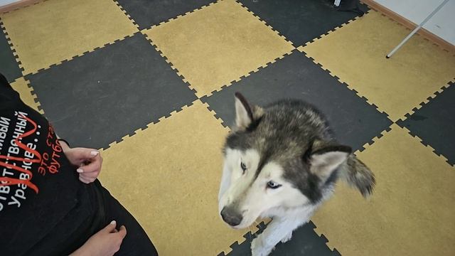 Давай дружить. Ищем дом и заботливых хозяев для собаки по кличке Еживика