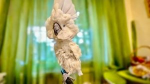 У нас тяжелые новости, Жорика с нами больше нет..