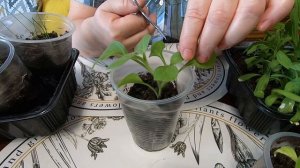 Растения готовы , формирую для дачи