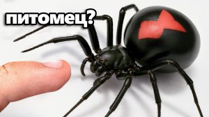 Я Завёл Питомца Чёрную Вдову (да, правда)