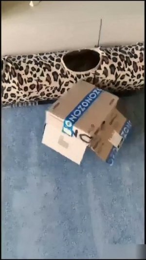 Вся радость в кошках. Наталия Сорокина. Проект "эСШа" #музыка #music #cat #cats #kitten #catvideos