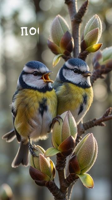 Официальный манифест: Весна победила! Доброго Тебе дня! 🍃 📜 ☀️ ♡