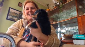 Расцвёл кизил. Злые колобки.