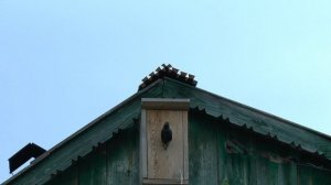 НУ ВОТ И ВЕСНА,СКВОРЦЫ ПРИЛЕТЕЛИ