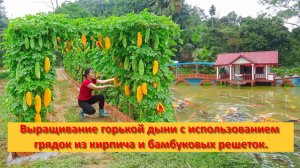 Ли Фук. Выращивание горькой дыни с использованием грядок из кирпича и бамбуковых решеток.