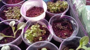 1.04.26. Не ест и сидит в своём закутке. Цветы после пересадки.