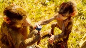 Николь УСТРОИЛА НАСТОЯЩУЮ ИСТЕРИКУ из-за того, что Анфиса не захотела с ней делиться!