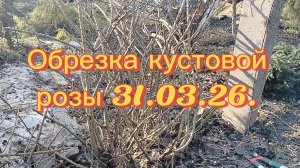 Обрезка ✂️ кустовой розы