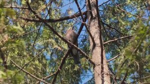 Сойка, или кареза. Красивая птичка. Птицы. Весна в Москве. Март 2026