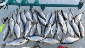 ЗАКРЫТИЕ ЗИМНЕГО СЕЗОНА ПО ПЛОТВЕ  #плотва #последнийлед #зимняярыбалка #рыбалка