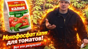 Рассада томатов + монофосфат калия = приземистые растения!