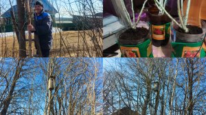 Повесили скворечники,посадила дома розы .