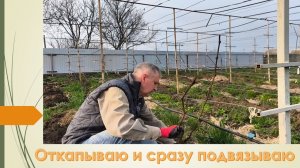 Откапываю и сразу подвязываю. Не жду когда подсохнет лоза. Тонкости подвязки лоз