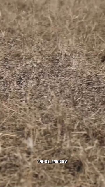 Главный принцип успешной маскировки мин. Батальон им.Карбышева.