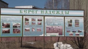 Лебеди покинули п. Молодёжный в Бийске ("Будни", 01.04.26г., Бийское телевидение)