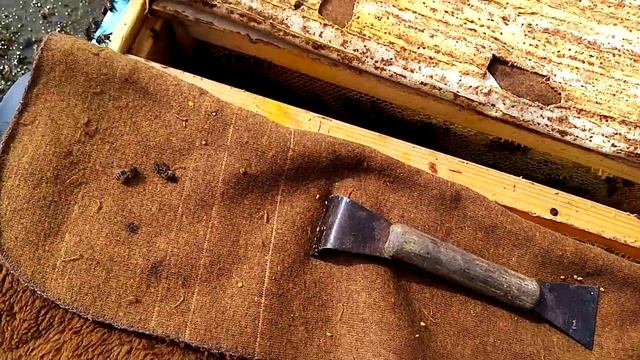 Пчеловодство.Когда ставить магазины на ивовый мёд.Какие семьи.?