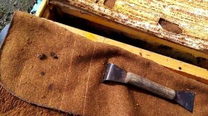 Пчеловодство.Когда ставить магазины на ивовый мёд.Какие семьи.?