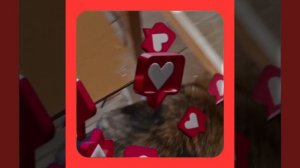 1000054558.mp4 (Собака наблюдает за устройством лестницы на 2-ой этаж в доме А-фрейм)