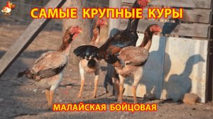 Самые крупные куры Малайская бойцовая