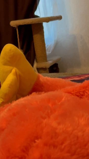 Шерстяная сатана