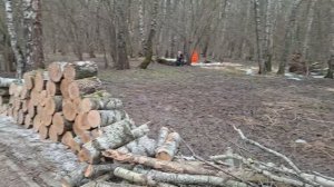 Рубки в выводково-гнездовой в ЛЗ Теплый Стан. 01.04.26