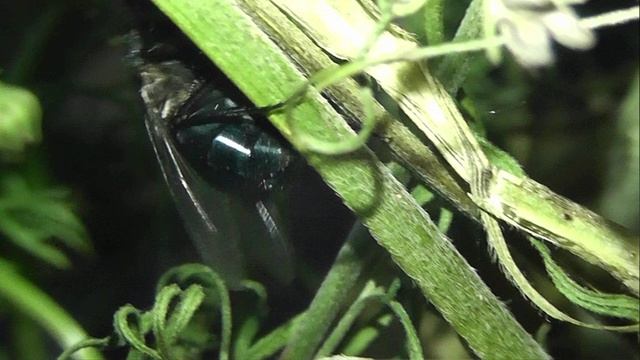 ИНСЕКТАРИЙ: 454. Чёрноголовая Синяя Муха (Calliphora Vomitoria)