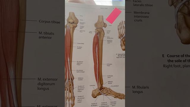 Биомеханика вывиха голеностопа