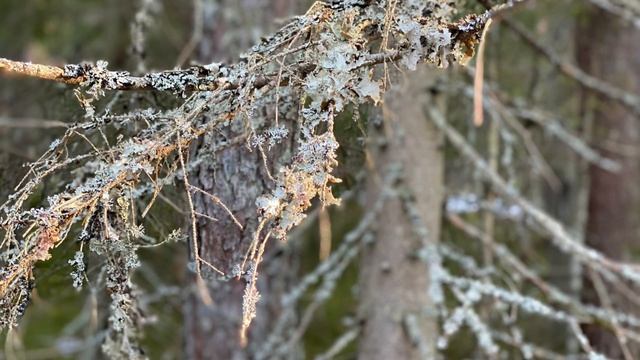 Вяжу в марте (2026)