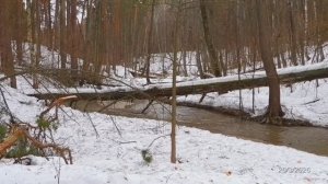 2026/3/26: У перехода через Профилакторский ручей (по пути с левого берега оврага на правый берег)