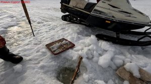 Жерлицы проверка. 41 день.