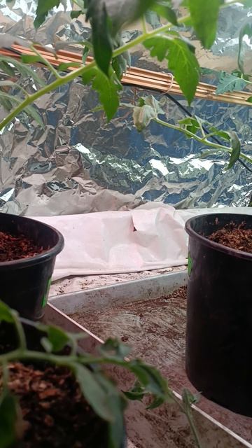 Время пасынков