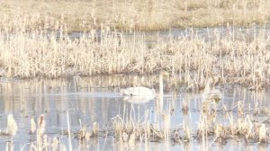 ГУСИНЫЙ ПЕРЕПОЛОХ!