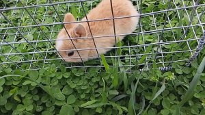 декоративные кролики крольчиха крольчата кушают травку