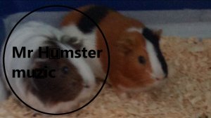 Mr Humster muzic / guinea pigs