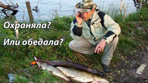 Щука и плотва. Три минуты борьбы...