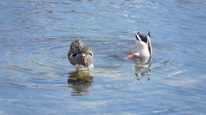 В Севастополе отметили Международный день птиц