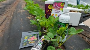 Био-арсенал для клубники: распаковываю 5 препаратов от БИО-КОМПЛЕКС для теста 🧪 🍓