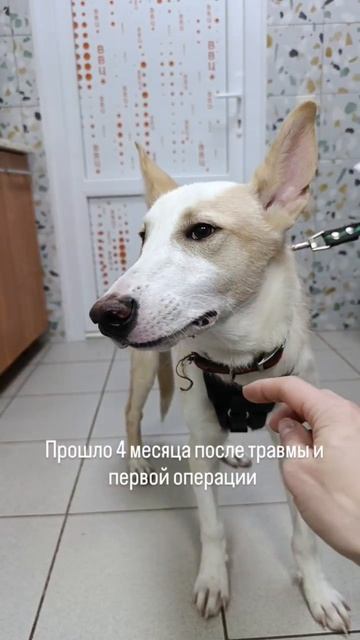 Зайке снова нужна наша помощь! И Экстренная оплата операции🙏
Этот малыш — настоящий боец. Он выжил