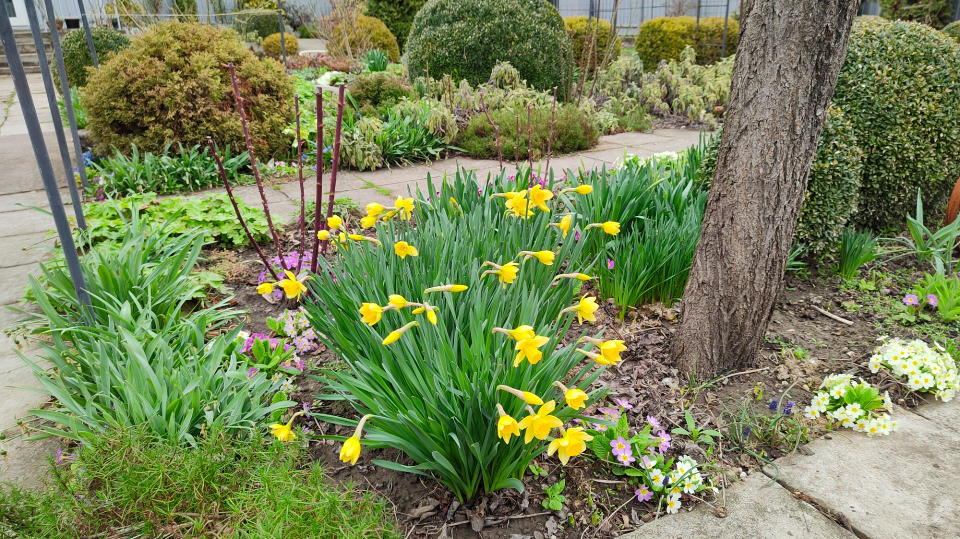 Зацвели нарциссы, где любят расти примулы, сад 29.03.2026 г. Пятигорск