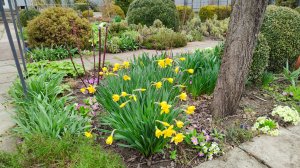 Зацвели нарциссы, где любят расти примулы, сад 29.03.2026 г. Пятигорск